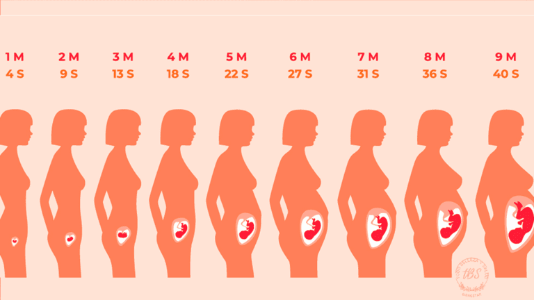 Proceso de un embarazo semana a semana