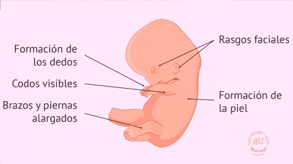 Proceso de embarazo, 5 a 8 semanas