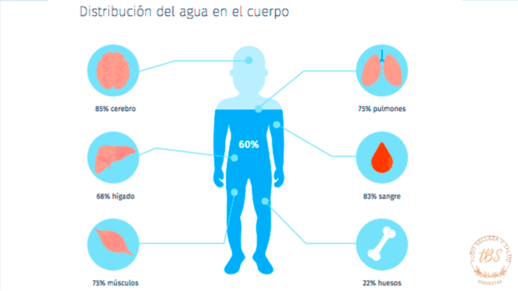 Qué beneficios tiene el agua en el cuerpo