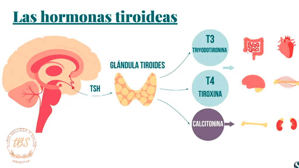 Qué son las hormonas tiroideas