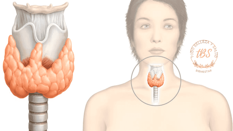 Qué son las hormonas tiroideas